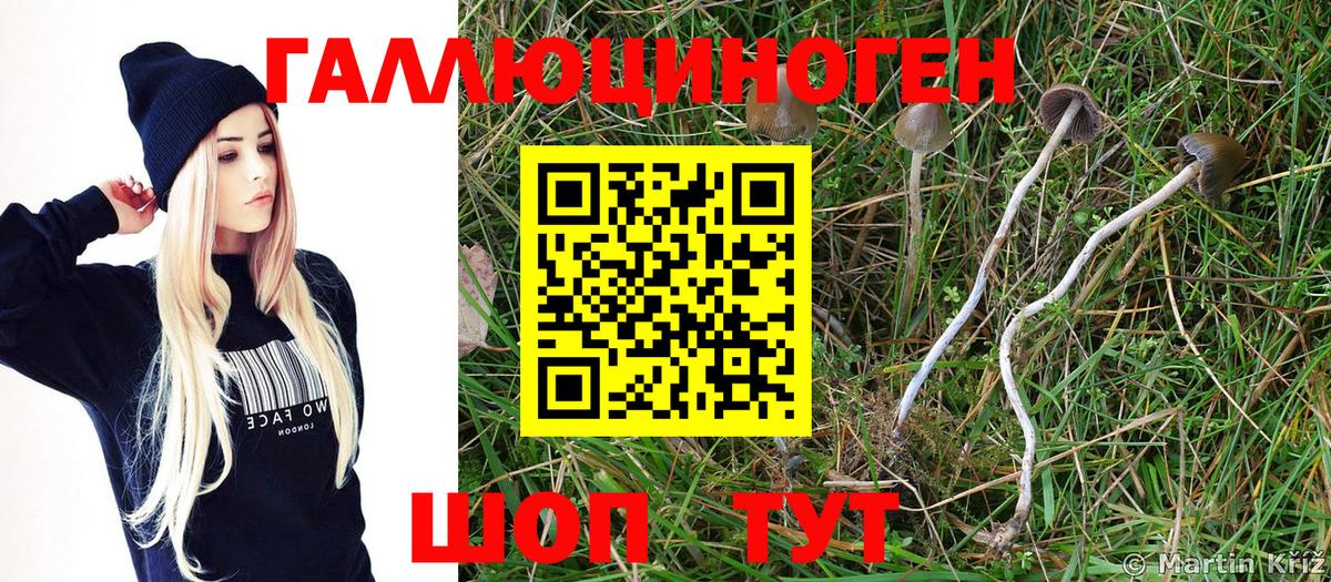 Тихорецк  Галлюциногенные грибы Psilocybine cubensis  Вход с VPN 